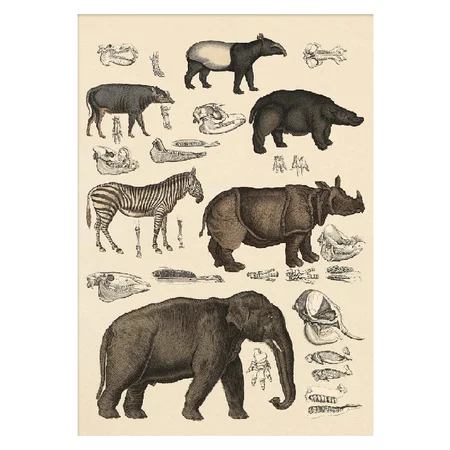 The Dybdahl Co. plakat, afrikanske dyr - 50 x 70 cm