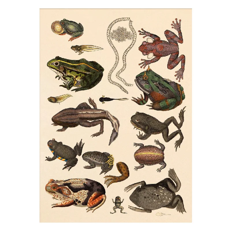 The Dybdahl Co. plakat, frøer - 50 x 70 cm