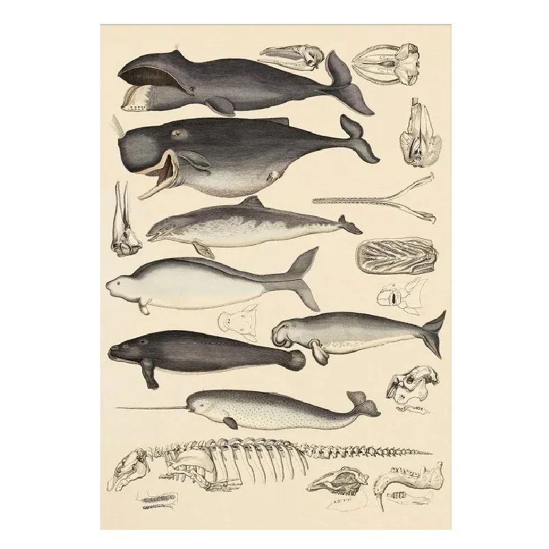 The Dybdahl Co. plakat, hvaler - 50 x 70 cm