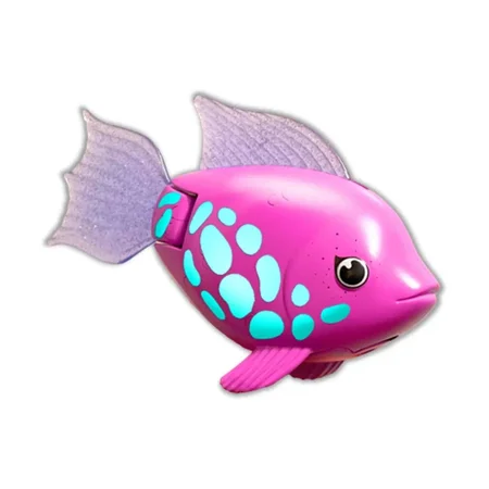 Rainbow Reef, regnbue fisk