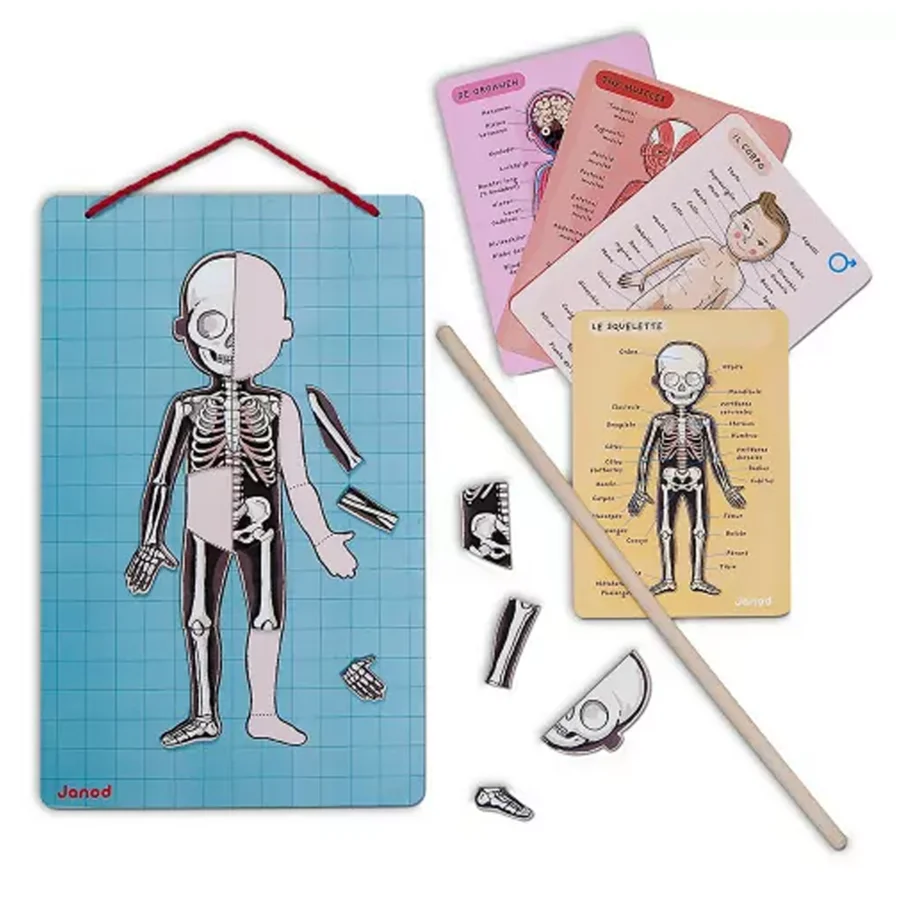 Janod Magnetspiel Körper