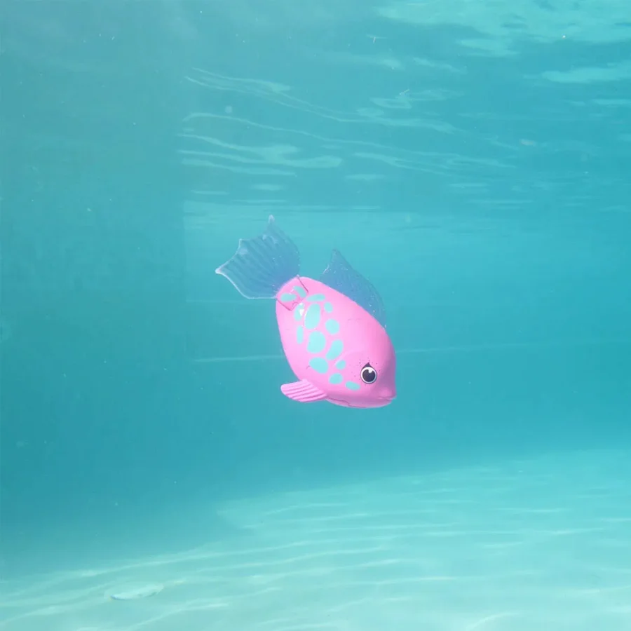 Rainbow Reef, regnbue fisk