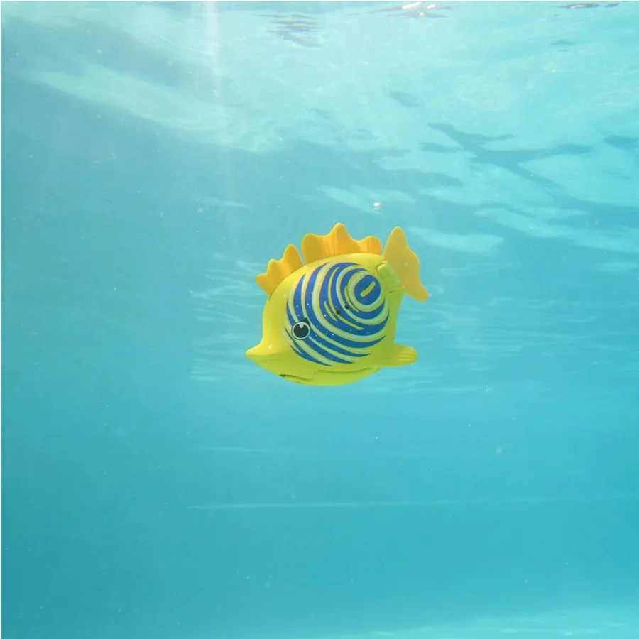 Rainbow Reef, zebra fisk